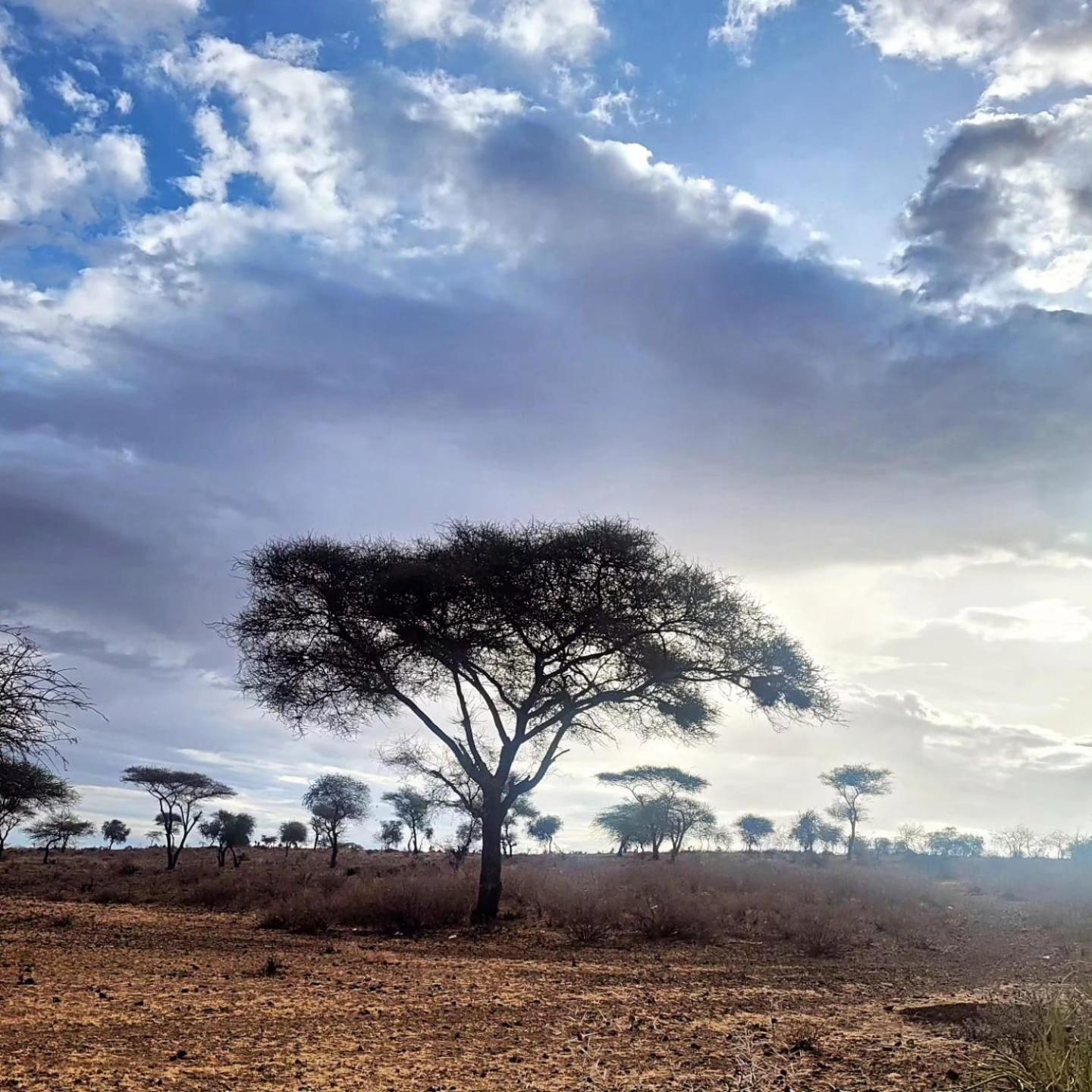 Maasai Eco Boma & Lodge - Experience Maasai Culture Makuyuni Eksteriør billede