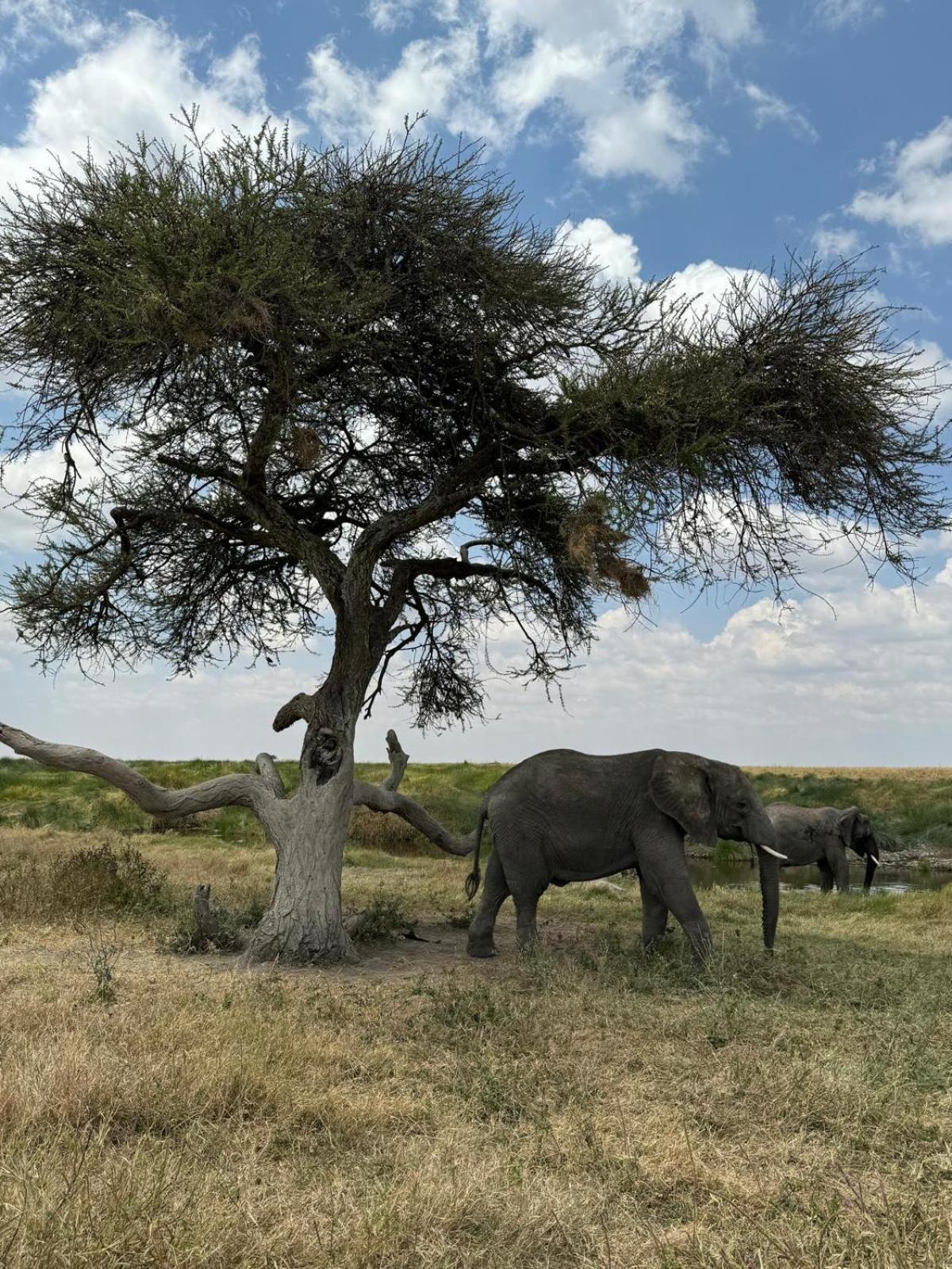 Maasai Eco Boma & Lodge - Experience Maasai Culture Makuyuni Eksteriør billede