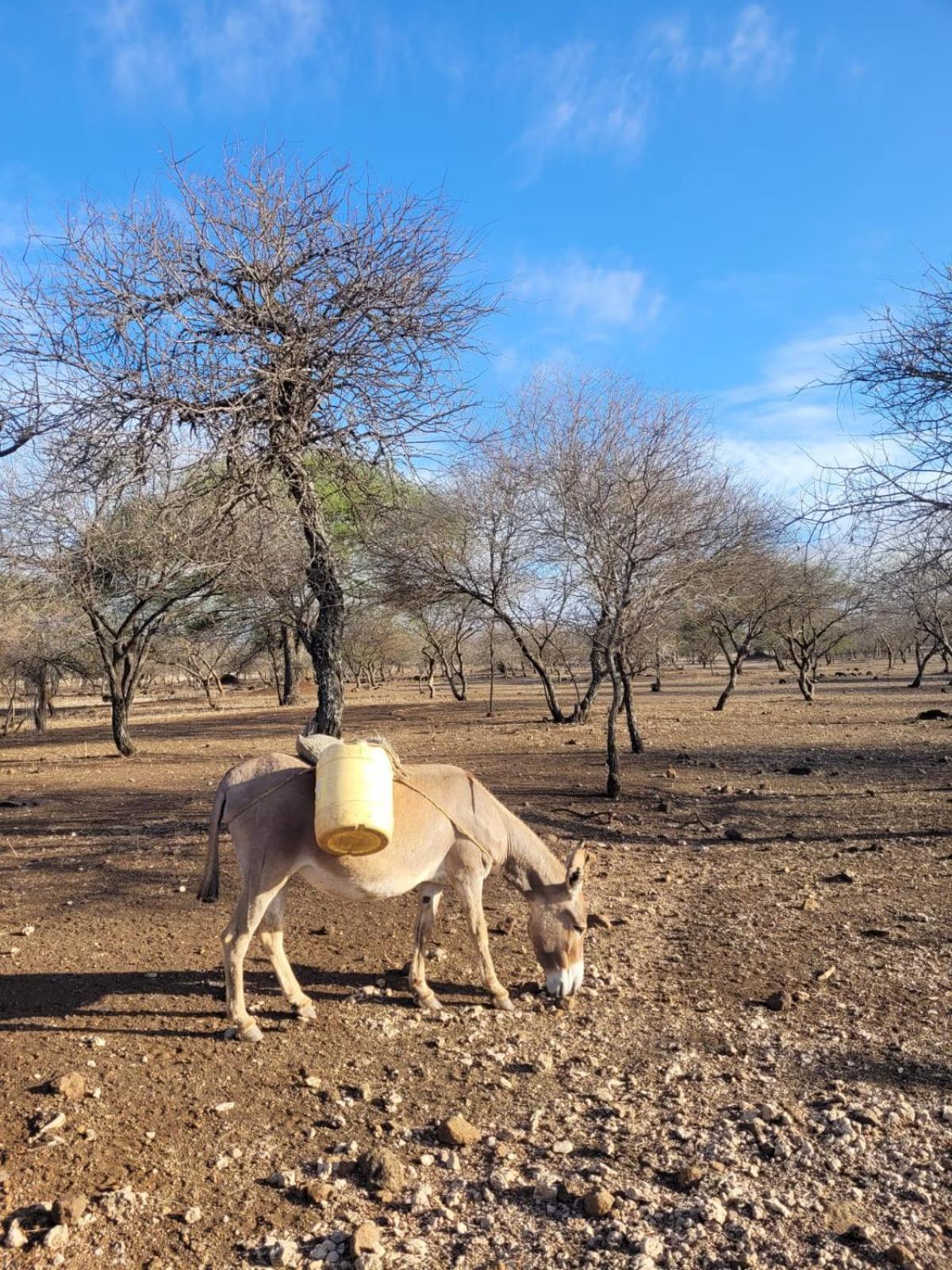 Maasai Eco Boma & Lodge - Experience Maasai Culture Makuyuni Eksteriør billede