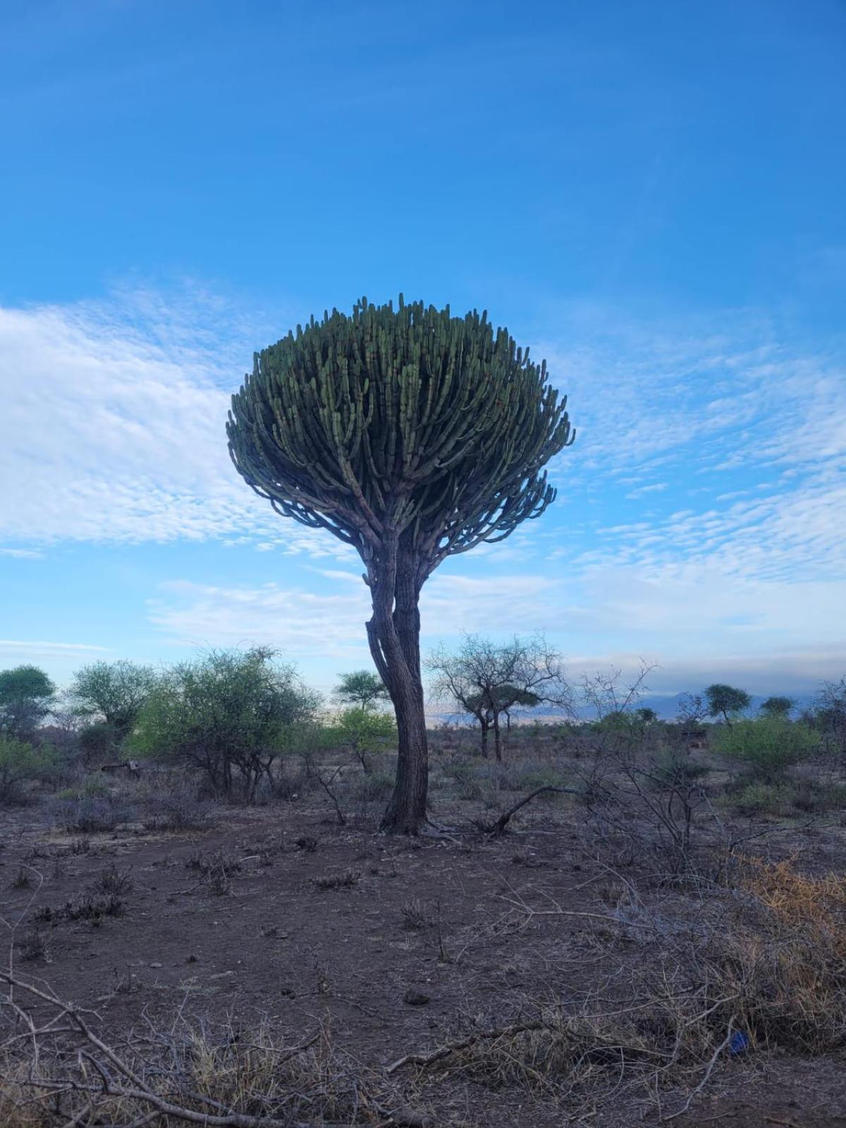Maasai Eco Boma & Lodge - Experience Maasai Culture Makuyuni Eksteriør billede