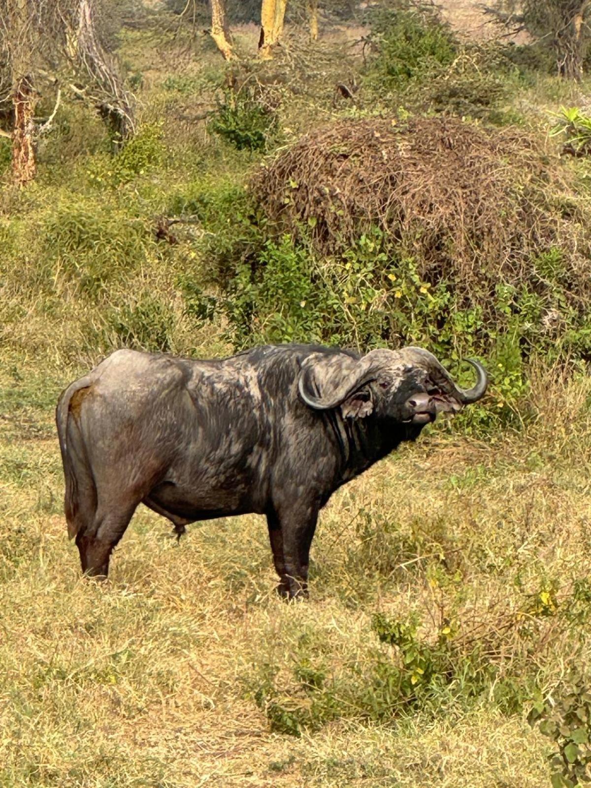 Maasai Eco Boma & Lodge - Experience Maasai Culture Makuyuni Eksteriør billede